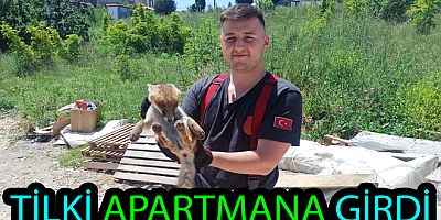 BODRUMA DÜŞEN TİLKİ KURTARILDI