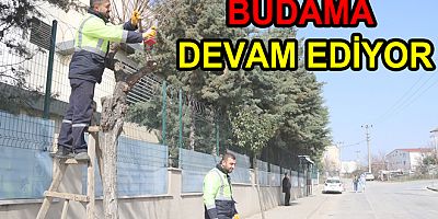 CADDEDE AĞAÇLAR BUDANIYOR