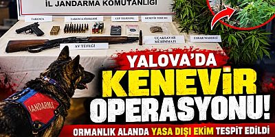 ÇİFTLİKKÖY’DE 5 ADRESE KENEVİR BASKINI YAPILDI