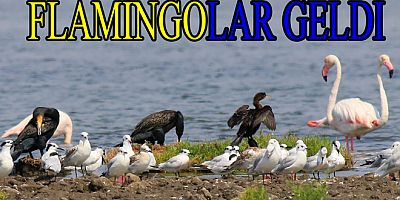 FLAMİNGOLAR HERSEK LAGÜNÜNDE