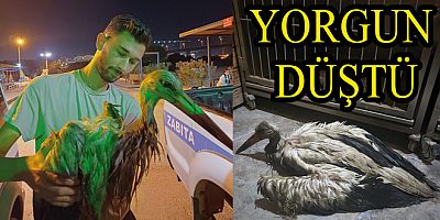 GÖÇ EDEN LEYLEK SAHİLİNE DÜŞTÜ