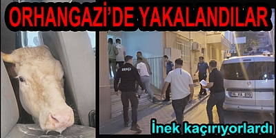 İNEK DOLANDIRICILARI ORHANGAZİ'DE YAKALANDI