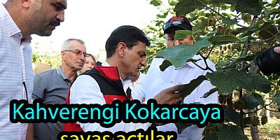 KAHVERENGİ KOKARCA YOK EDİLECEK