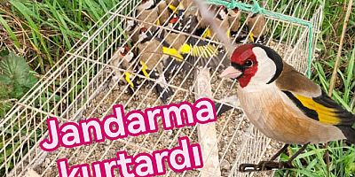 KILIÇ KÖYÜ’NDE 19 SAKA KUŞU KURTARILDI