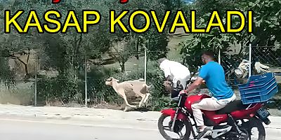 KOÇ KAÇTI MOTORLU TİM YAKALAYAMADI