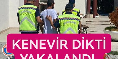LALEDERE KÖYÜNDE 181 KENEVİR DİKMİŞ