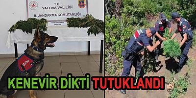 ORMANA KENEVİR DİKTİ TUTUKLANDI