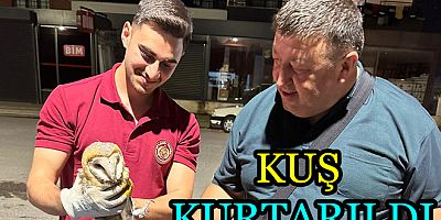 PEÇELİ BAYKUŞU KURTARILDI