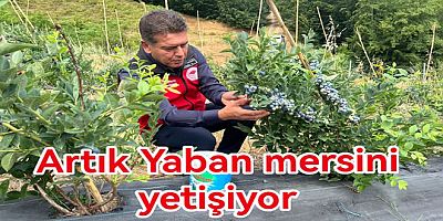 SERMAYECİK'TE MAVİ YEMİŞ HASAT EDİLDİ