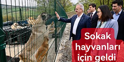 SOKAK HAYVANLARI İÇİN BAKAN YARDIMCISI GELDİ