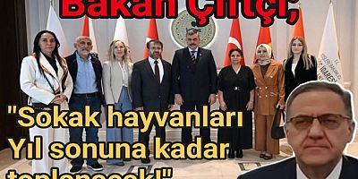 SOKAK HAYVANLARI YILBAŞINA KADAR TOPLANACAK