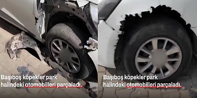 SOKAK KÖPEKLERİ ARABALARI PARÇALADI