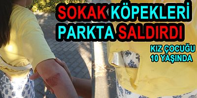 SOKAK KÖPEKLERİ PARKTA KIZ ÇOCUĞUNA SALDIRDI