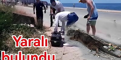 SU SAMURU YARALI BULUNDU