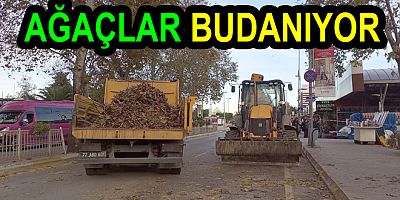 TEHLİKE ARZ EDEN AĞAÇLAR BUDANIYOR