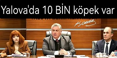 YALOVA'DA 10 BİN SOKAK KÖPEĞİ VAR