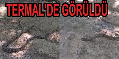 YALOVA'DA 3 METRELİK DEV YILAN GÖRÜLDÜ