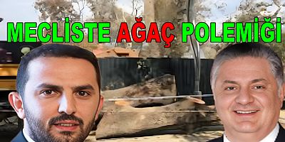 YALOVA’DA ANIT AĞAÇ KESİLDİĞİ İLE KALDI