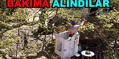 YALOVA DA ANIT AĞAÇLARI BAKIMA ALINDI