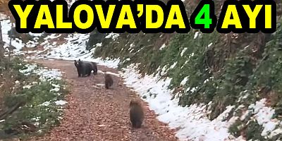 #yalova #ayı #Termal #yenimahalle #kıș