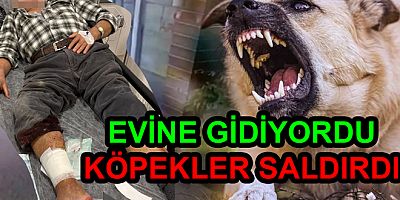 YALOVA'DA EVİNE GİDEN ADAMA SOKAK KÖPEKLERİ SALDIRDI