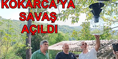 YALOVA’DA KOKARCA’YA SAVAŞ AÇILDI
