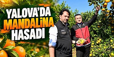 YALOVA’DA MANDALİNA HASADI YAPILDI GÖZLER MEYVE BAHÇELERİNDE