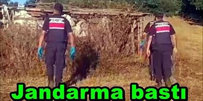 YALOVA’DA METAMFETAMİN VE 40 KÖK KENEVİR ELE GEÇİRİLDİ