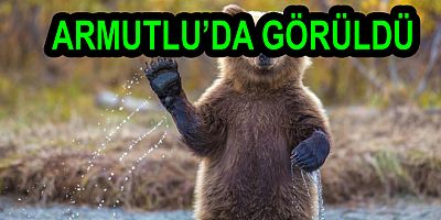 YALOVA DA ORMANDA YAVRU AYI GÖRÜNTÜLENDİ