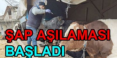 YALOVA DA ŞAP AŞILAMASI BAŞLADI