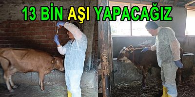 YALOVA’DA ŞAP HASTALIĞINA KARŞI 13 BİN BÜYÜKBAŞ HAYVAN AŞILANIYOR