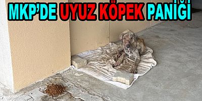 YALOVA’DA UYUZ KÖPEK PANİĞİ!