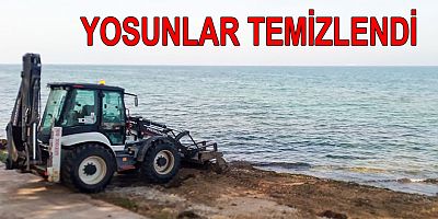 YALOVA DA YOSUNLAR TEMİZLENDİ
