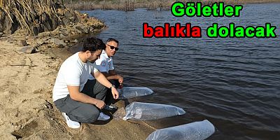 Yalova’daki Göletlere 180 Bin Yavru Sazan Bırakıldı