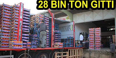 YALOVA HALinDEN 28 BİN TON ÜRÜN ÇIKTI