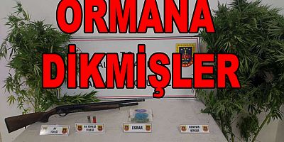 YALOVA ORMANINDA UYUŞTURCU YETİŞTİRDİLER