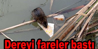 YALOVA SANAT SOKAK’TA FARE ALARMI