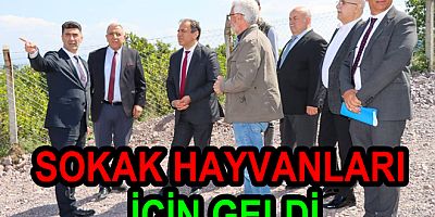 YERLİKAYA’NIN DANIŞMANI SOKAK HAYVANLARI İÇİN YALOVA'YA GELDİLER