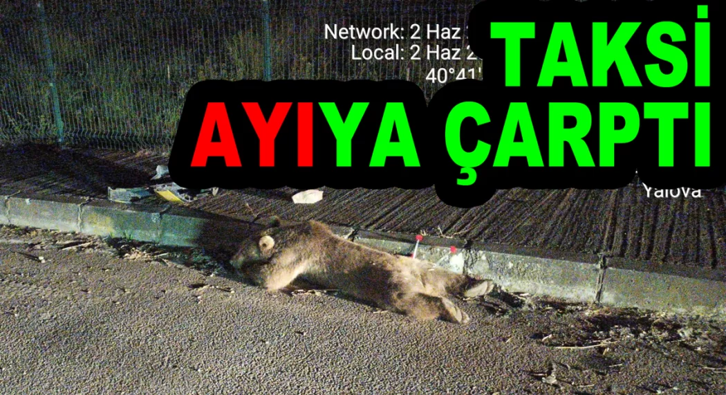 TAKSİ ÇARPTI AYI AĞIR YARALANDI