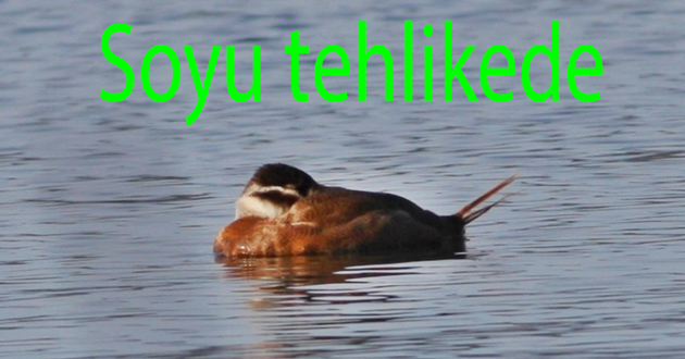 Tehlikedeki Ördek Altınova da