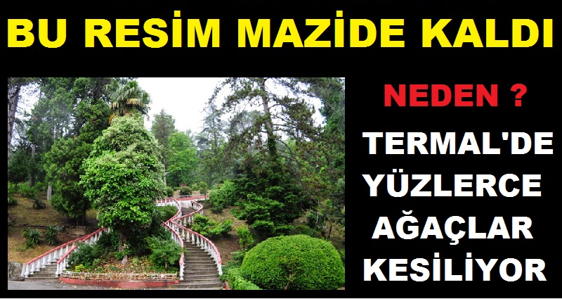 TERMAL'DE YÜZLERCE AĞAÇ KESİLDİ