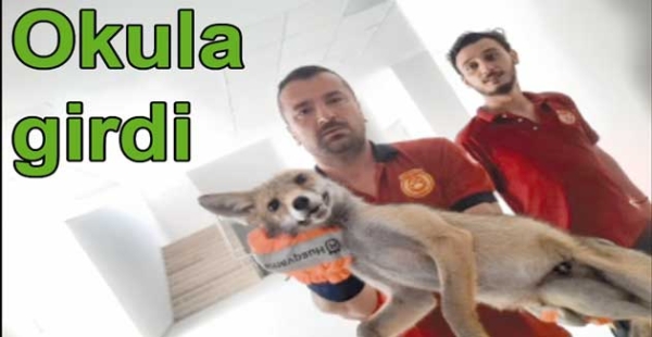 TİLKİ OKULA GİRDİ