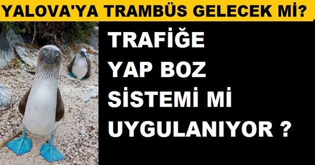 TRAFİK SORUNUNA TRAMBÜS ÇARE OLACAK MI ?