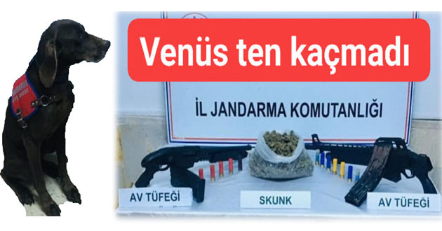 Venüs uyuşturucuyu Çınarcık ta yakaladı