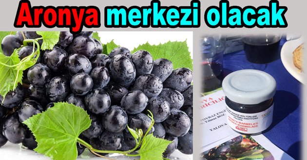 Yalova Aronya merkezi olacak