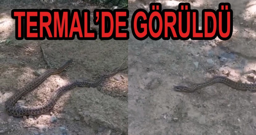 YALOVA'DA 3 METRELİK DEV YILAN GÖRÜLDÜ