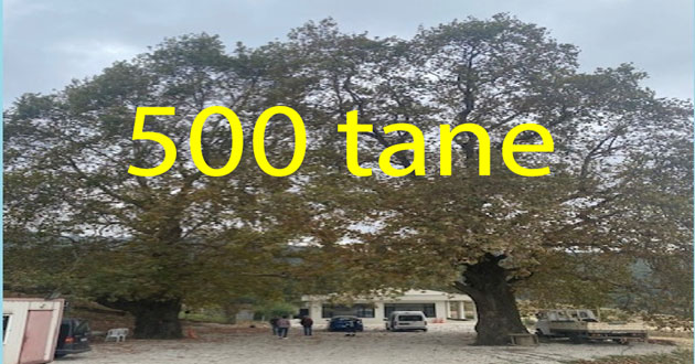Yalova da 500 Anıt ağaç var