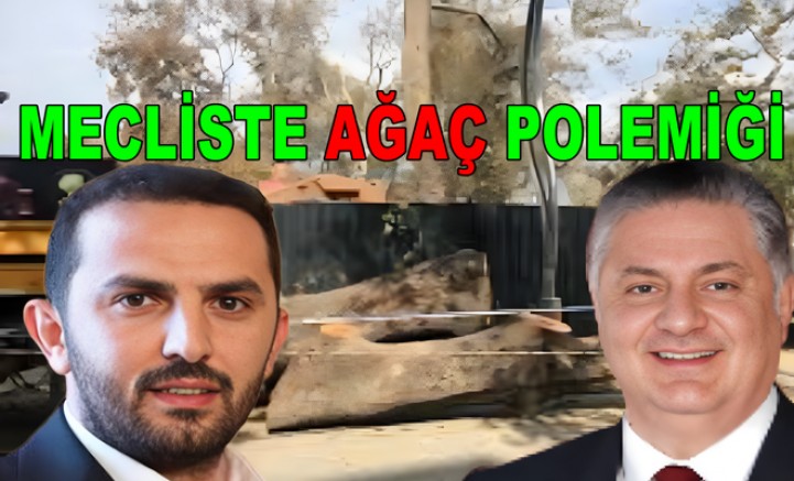 YALOVA’DA ANIT AĞAÇ KESİLDİĞİ İLE KALDI