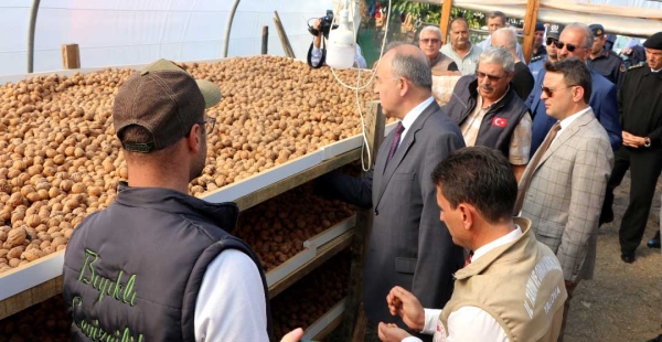 YALOVA DA CEVİZ ÜRETİMİ ARTIYOR