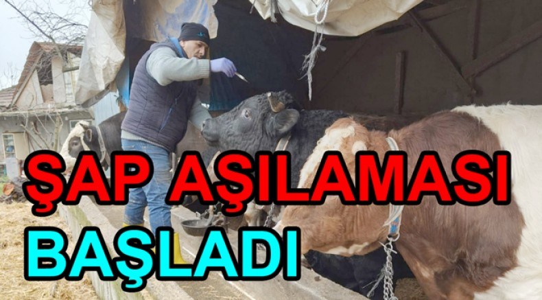 YALOVA DA ŞAP AŞILAMASI BAŞLADI